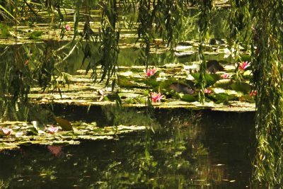 Architecture, Nature & Travel Photography - Claude Monet water garden at Giverny