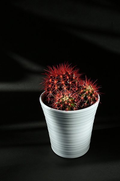 Product Photography - Cactus with painted spikes