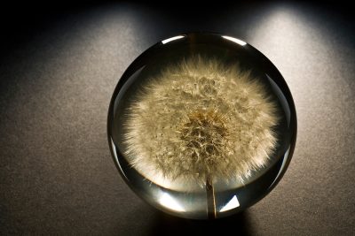 Product Photography - Dandelion Paper Weight